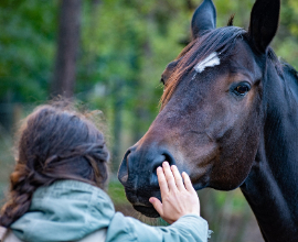Paardenwelzijn in orde bij interactie met veteranen met PTSS